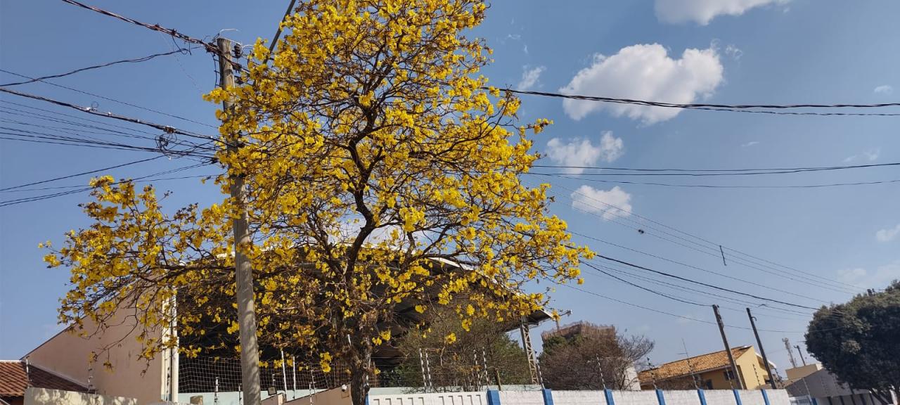 Foto 30 de 31 — Florada dos ipês dá novo colorido a Araraquara e internautas enviam fotos; veja